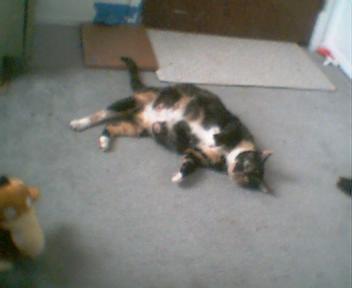 Checkers pregnant - This was 2-9-08. Checkers pregnant - This was 2-9-08.