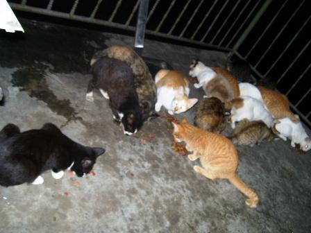 My Cats - Nice i have lots of cat in my house
