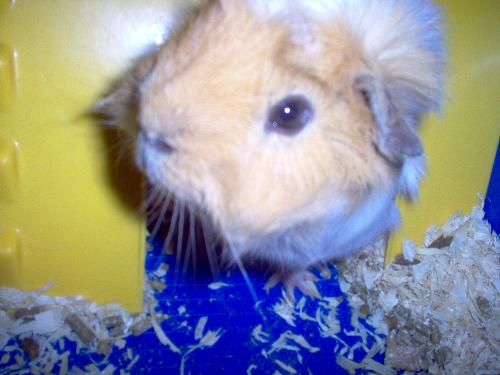 Guinea Pig - This is my Guinea Pig, his name is Bubble!