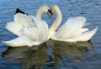 swans - swans forming a heart