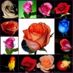 roses - a picture of roses
