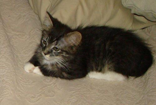 New pix of Sox/Mia - See how cute she's gotten, and how much bigger!