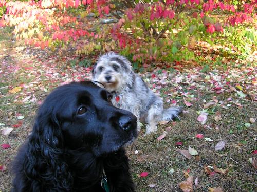 ty and sissy - my 2 sweet dogs