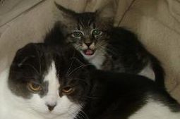 Sox and friend - This is Moo, and Sox who is now Mia