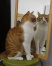 Looking in the mirror - The cat is looking in the mirror. Does she know she is a beautiful cat?