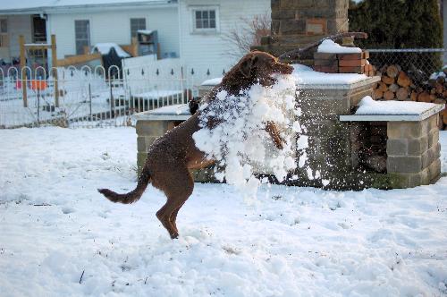 catchin a shovel full - she loves when we shovel the snow