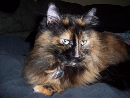 my cat Mystic - close up. She's a tortoiseshell long hair.
