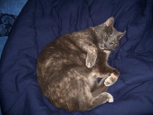 my cat Digger - Hubby's and my cat, she's a mix. has calico we think.