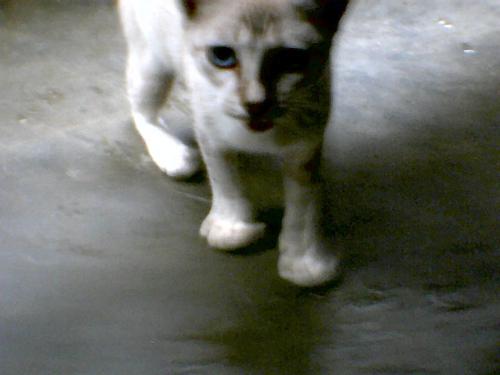 My cat - It is always nice to see the smiling face of my cat i lost!