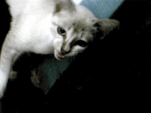 My cat - Beauty of my cat!
