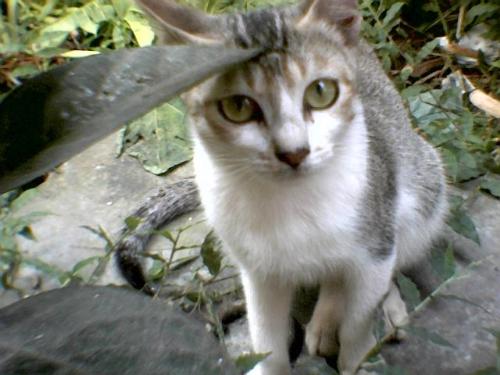 My cat - See the beauty of my cat!