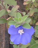 Flower - Flower is a free gift of God for all of us !