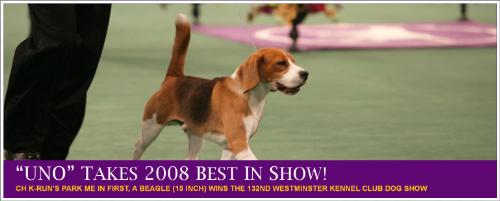 Uno best of show! - uno beagle
