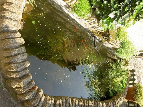 Pond - this is a picture of my pond