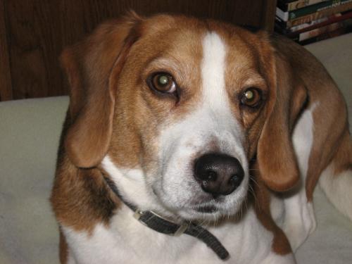 My Buddy BUSTER! - He is such a ham at times My Buddy BUSTER! - He is such a ham at times