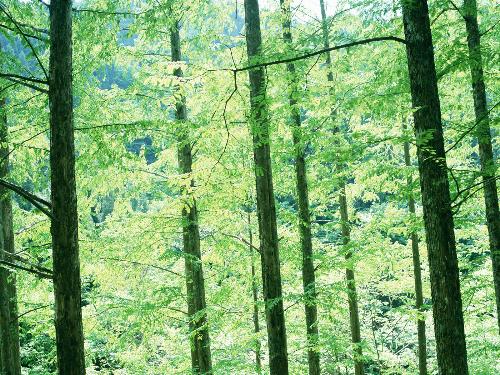 Beautiful Bamboo - Beautiful bamboo
