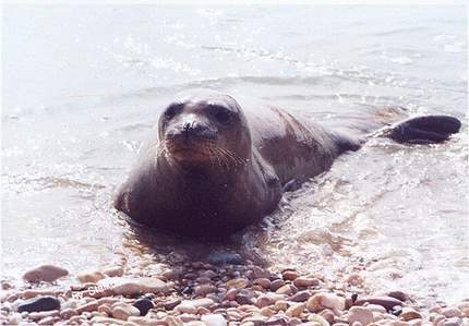 monachus-monachus-Adriatic Seal - The photo is from Google site!I have no picture of Adriatic Seal!