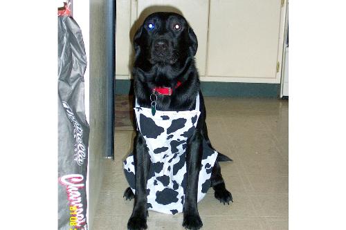 Rose - Our black lab, Rose, in an apron my 10 year old daughter made.