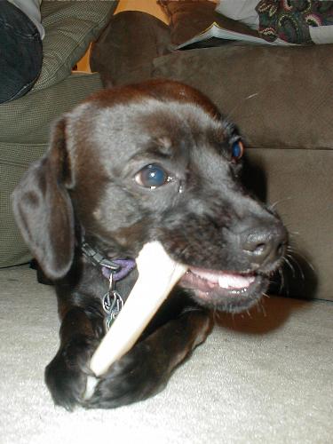 Dog - Pookie is chewing on a Bone. She is about 1 1/2 years old. She is a mix of Pit Bull and Cocker Spaniel. I got her from the Humane League when she was about 6 months old. When I went to look at dogs I wasn't planning on getting one. But once I saw her I knew that if I didn't get her I would never see her again because she is very pretty. So now I see her every day. :)
