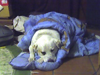 Snow. - My precious white Lab, Snow.