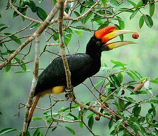 Hornbill - Sarawak is known as the Land of the Hornbills. We have it as our state emblem.