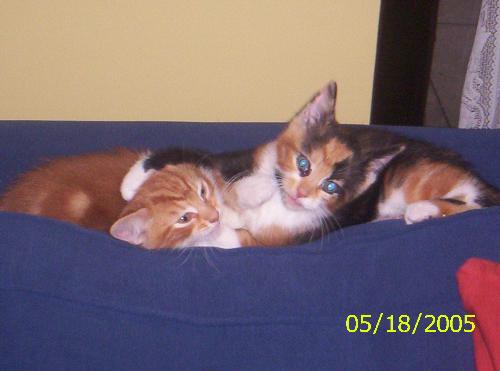 Snoopy and trinny - Snoopy (ginger) and Trinny (tortie) when they were 8 weeks old.