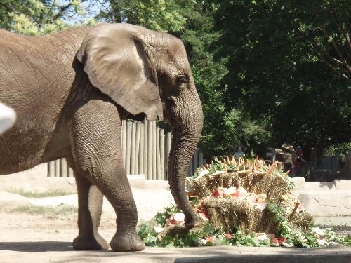 an elephants birthday cake - an elephant with her birthday cake