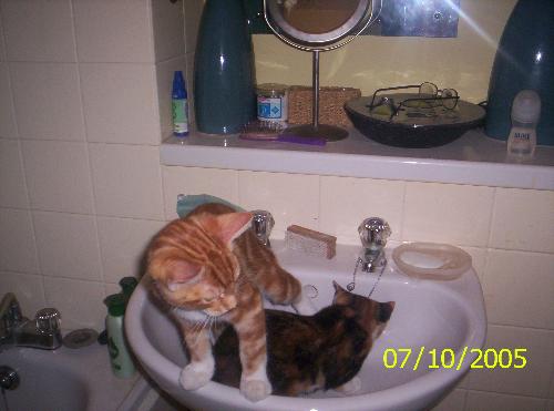 Snoopy and Trinny - Snoopy (ginger) and Trinny (tortie) playing in the basin.