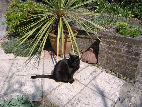 My Cat - This is my cat called Popeye, he is crazy but wonderful. He keeps me sane.