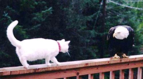 Cat vs Eagle - Who do you suppose will win the Stand Off