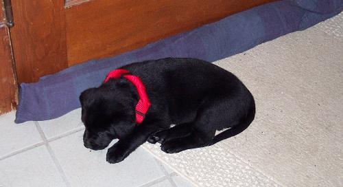 Rose - Rose as a puppy.  (For any who are interested, the long gray thing is that door snake I've mentioned before in a previous discussion about winterizing the home)