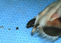 Cutting dogs toe nails - This is an example of cutting a dogs toe nails in small incriments, so you dont cut the quick.   Rule of thumb: Cut the toenail to within approximately  2 millimeters of the quick.  If you cut into the quick, the toenail will bleed and the dog will experience pain.