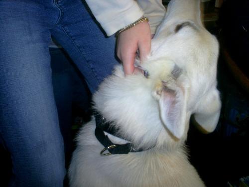Zoe's new collar - Zoe's new collar, like a choke chain, but safer..:)