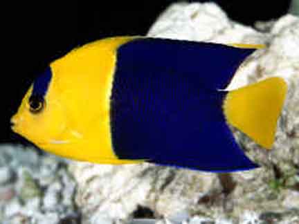 Pretty Tropical Fish - A pretty tropical fish