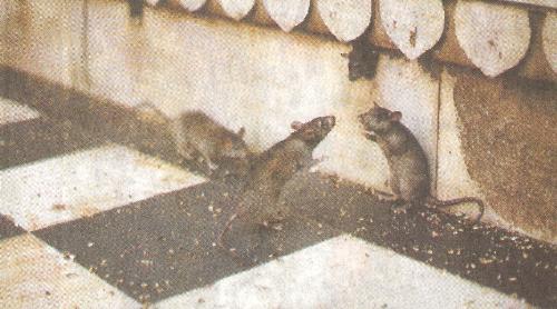 Mouse - Two mouses in meeting.
