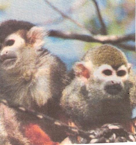 Monkes - Two interesting monkes