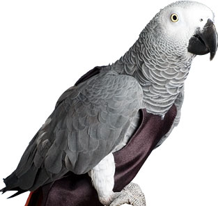 parrot diaper - parrot diaper you can use it to prevent you parrot from pooping on you..