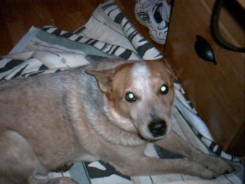 Grady, my nearly 17 year old Red Heeler (Australia - This photo was taken about a month after he was shot. Still hanging tough!!