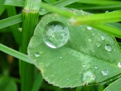 Rain Drop - A rain drop on a leaf