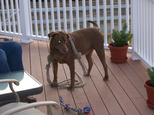 Meet Hershey - This is our Hershey. He's our 87 lb. Chocolate lab that owns this place. He allows us to be a guest once in awhile. He found this rope down by the pond and he's hauled it from one end of our ranch to the other and if not watched closely he sneaks it through the doggie door and I find it in the living room!.  He's a total Joy.... and we love spoiling him