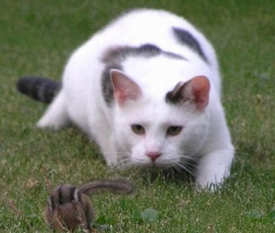 funny cat pic - a cat eyeing a squirrel