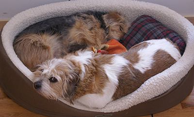 dogs bed next to my computer - while dogs are in the day bed next to my computer, my can is sleeping on my laps...all are snoring...