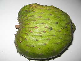 Nonna Maricata L - The scientific name for 'soursop' fruit. In Malaysia it has been called as 'Durian Belanda' and Indonesia for Sirkap.