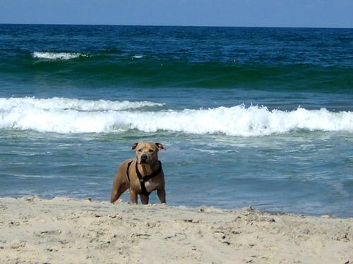 Pitbull on the Beach - Just a great day for a dog on the beach