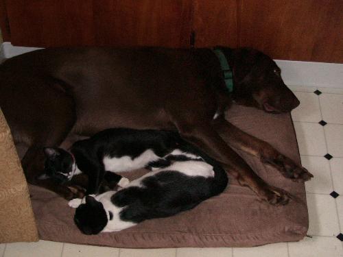 The girls and Bear - Scout and Boo find a warm spot to sleep with their favorite fella!