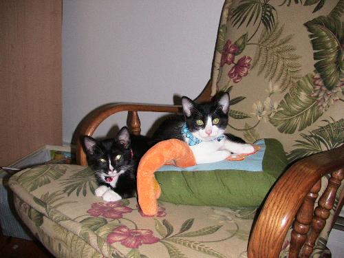 Scout & Boo - Our new family members on their first month at home. Shelter kitties find a home.