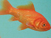 Goldfish - Goldfish can retain memories for 6 days