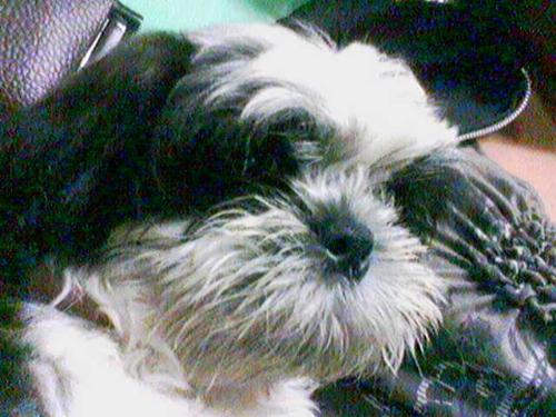 shih tzu - my cute little shih tzu