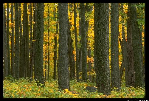 Trees - Part of nature