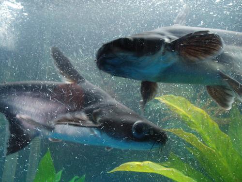 fish - Two of my fish